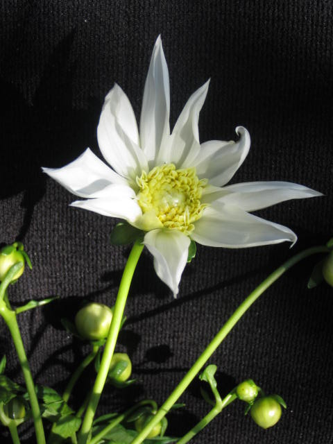 白い花の皇帝ダリアからのお手紙 四季おりおりの庭