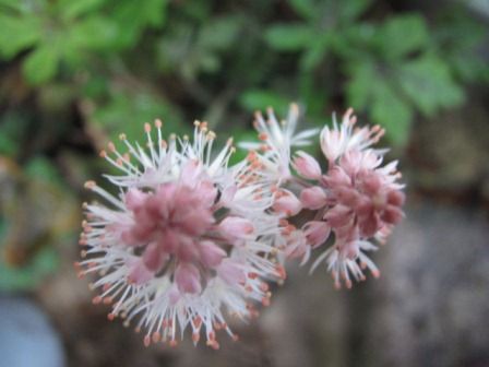 初春にピッタリ ティアレア スプリングシンフォニー 四季おりおりの庭