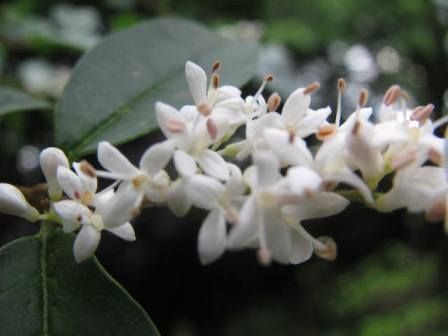 プリペット 白くて カワイイ 粋な花 四季おりおりの庭