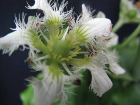 白いヒゲ とてもよく似合う シラヒゲウメバチソウ 四季おりおりの庭