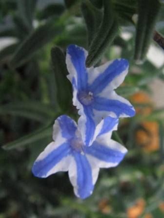 鮮やかな青 ミヤマホタルカズラ ブルー 四季おりおりの庭