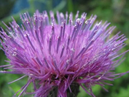 ドイツアザミ 今年も鮮やか 四季おりおりの庭