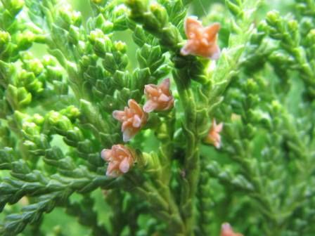 ちっちゃな ちっちゃな花 第六弾 コノテヒバ の花 四季おりおりの庭 ちっちゃな ちっちゃな花 第六弾 コノテヒバ の花 四季おりおりの庭