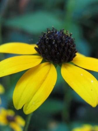 明るい花 ルドベキア タカオ 四季おりおりの庭