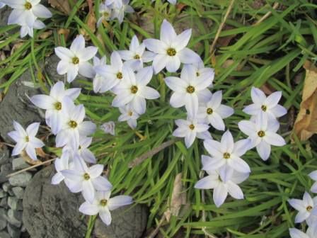 ハナニラ 本名 イエイオン と言う花 四季おりおりの庭 ハナニラ 本名 イエイオン と言う花 四季おりおりの庭