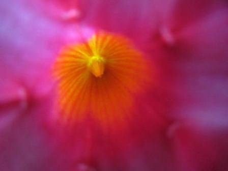 真紅の花 サンパラソル 四季おりおりの庭