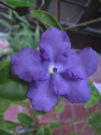 面白い花 ニオイバンマツリ 四季おりおりの庭