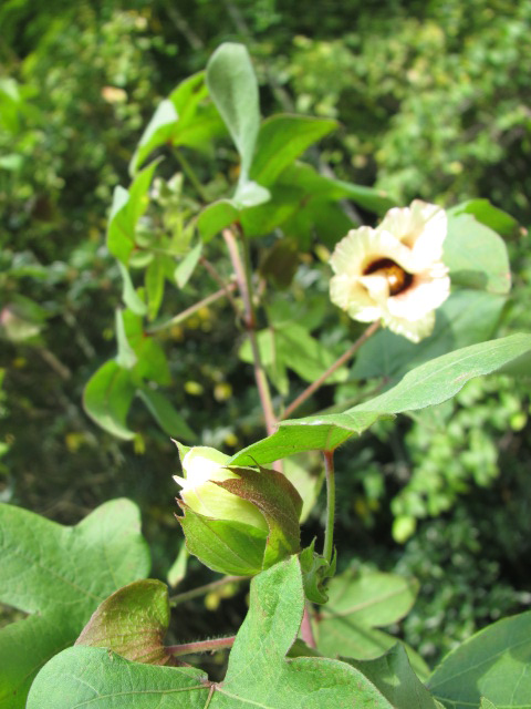 綿 ワタ の花からの お手紙 四季おりおりの庭