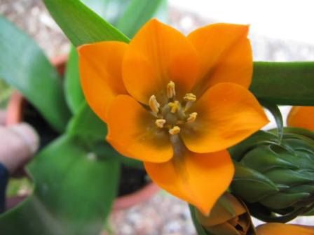 キイロの花 鮮やか オーニソガラム ダビウム 四季おりおりの庭