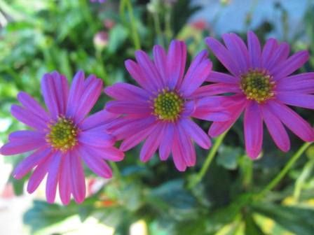 輝く紫紅色の ブラキカム マジェンタピンク 四季おりおりの庭