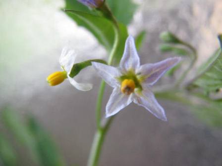 花言葉 こわいよ アメリカイヌホオズキ 四季おりおりの庭