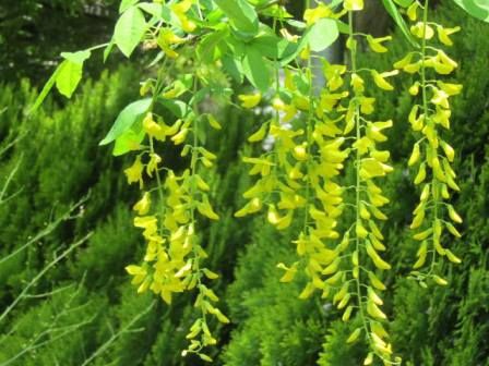 通称 黄色の藤 キバナフジ 本名 キングサリ 四季おりおりの庭