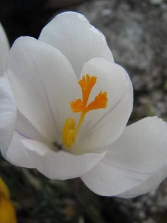 青春の花 クロッカス 四季おりおりの庭