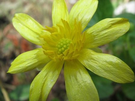 金色に輝く花 リュウキンカ 四季おりおりの庭