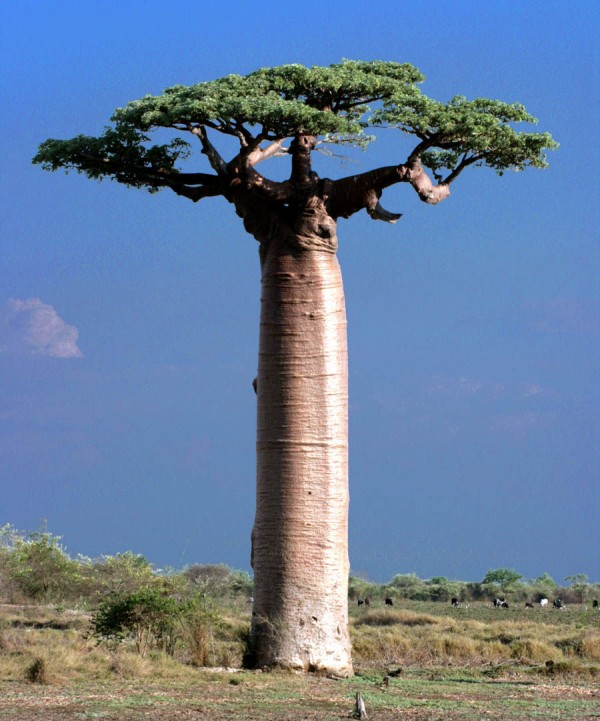 世界の珍しい植物を紹介する 1 カキノキ速報