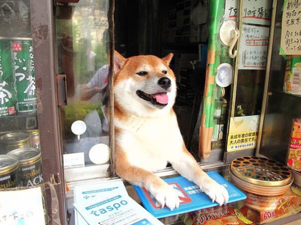 海外 日本では柴犬が9時5時で働いている 海外の反応 格ゲーブログ 仮