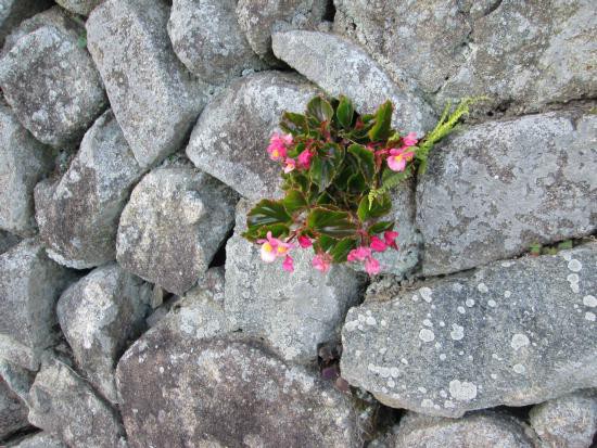 石垣の花 かくれんぼ です