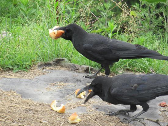 八咫烏 ヤタガラス プリシク 八咫烏 ヤタガラス プリシク 未開封)八汰烏【プリズマティック