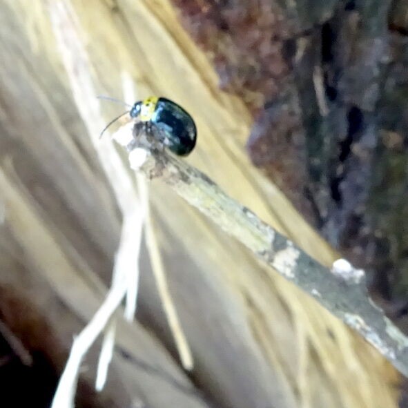 黒光り 近所で宝探し むし観察