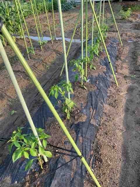 今年も梅干しは自家製 青唐辛子は自家栽培 鉢ノ葦葉ブログ サヨナラ ストレス サヨナラ