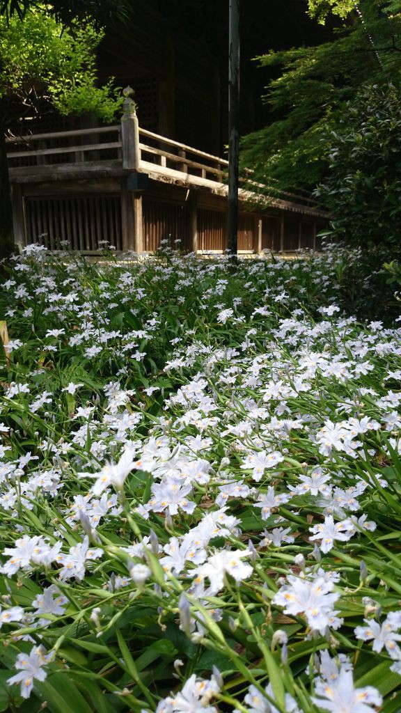 妙本寺 鎌倉着物スタジオぶろぐ