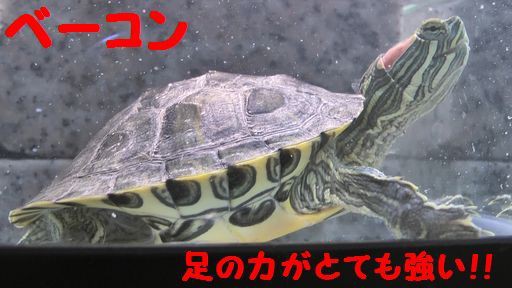 かめ紹介 日光浴は気持ちがいいな かめ紹介 日光浴は気持ちがいいな