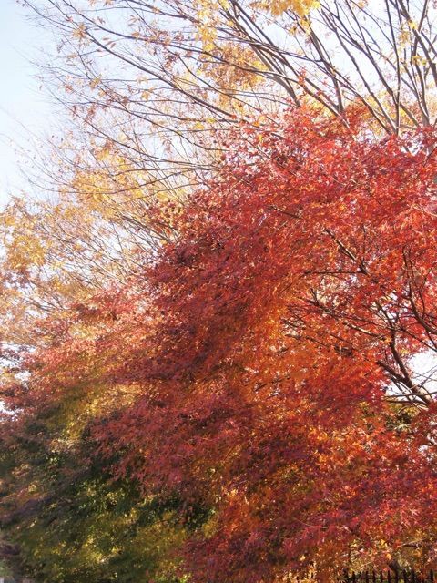 ハゼの木で彩られる紅葉 柳坂ハゼ祭り 久留米市 Kamehinaoのお気楽日記３