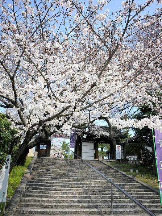 大阪藤井寺 道明寺天満宮 と桜と蕎麦 関西 百寺 御朱印巡礼