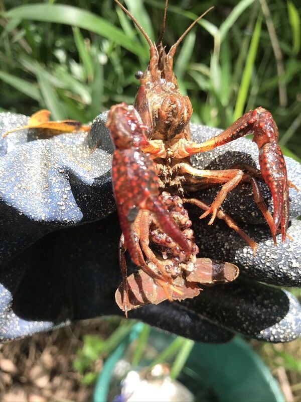 ママザリとかわいそうなアメリカザリガニ 亀成川を愛する会 ママザリとかわいそうなアメリカザリガニ 亀成川を愛する会