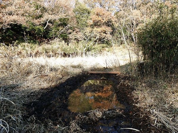 コオイムシ小谷の丸木橋 亀成川を愛する会