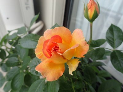 初めての薔薇 ラ パリジェンヌ Etc Kamezo Bihoのblog