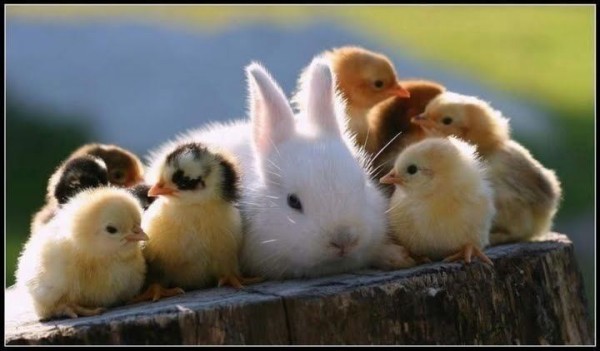 ひよこ鑑定士 うーん これはひよこ W ベイスターズ速報 なんj ひよこ鑑定士 うーん これはひよこ W ベイスターズ速報 なんj