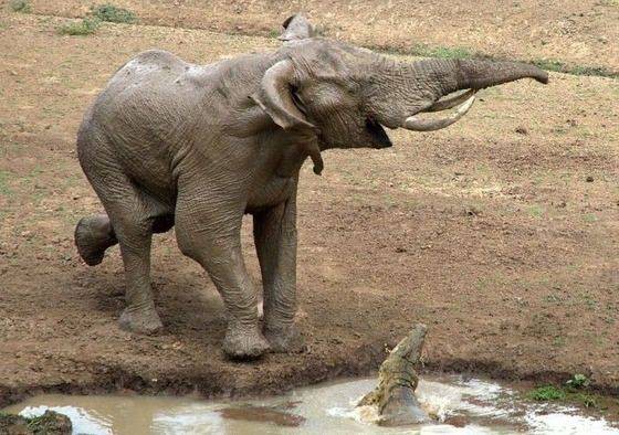 動物最強スレに湧くカバ厨www ベイスターズ速報 なんj