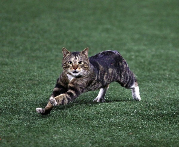 スポーツニッポンカメラマン ファッ 猫や ﾊﾟｼｬ ベイスターズ速報 なんj