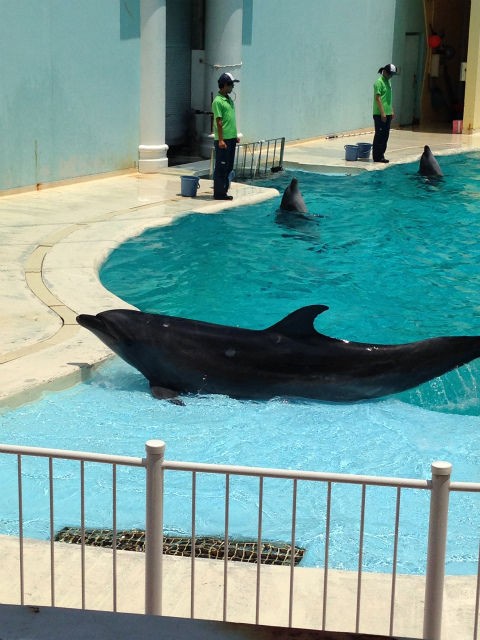 イルカショー 須磨水族館 わたしの旅行記
