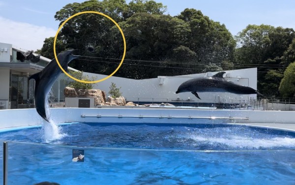 ⑬イルカショー（九十九島水族館海きらら） : ＊わたしの旅行記＊
