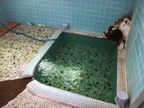 青森県 薬研温泉 薬研荘 風露愚 温泉宿と日帰り温泉施設 共同湯巡り 青森県 薬研温泉 薬研荘 風露愚 温泉宿と日帰り温泉施設 共同湯巡り