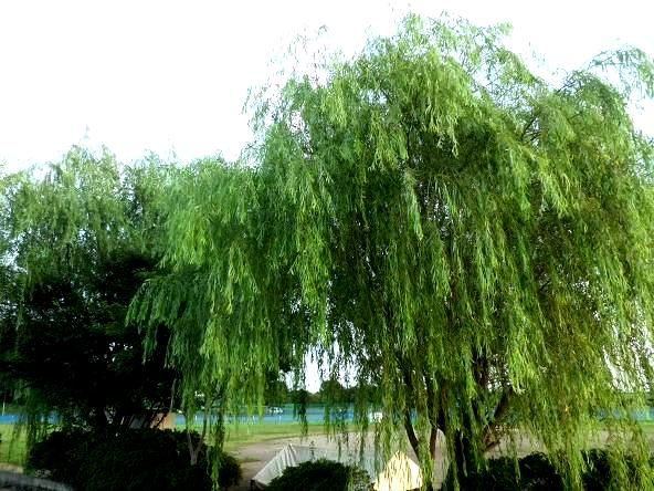 柳の葉 賀茂神社のブログ