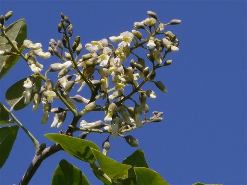 イヌエンジュが咲いた 釧路町の街路樹 Kamui857 釧路ぶらぶら