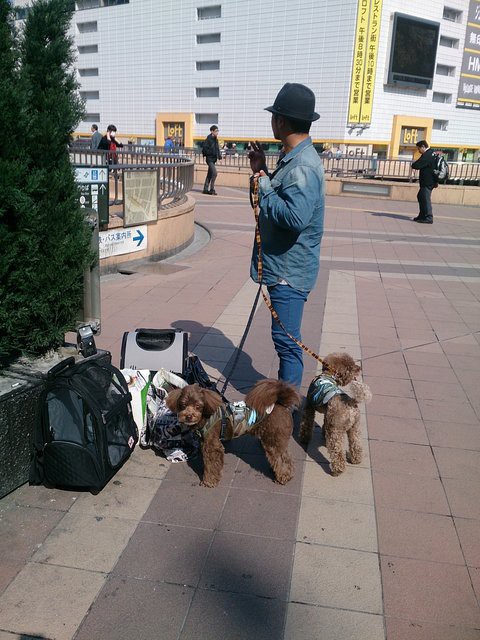 仙台 大阪 犬連れ初新幹線 王子とアトムのわんわん日記
