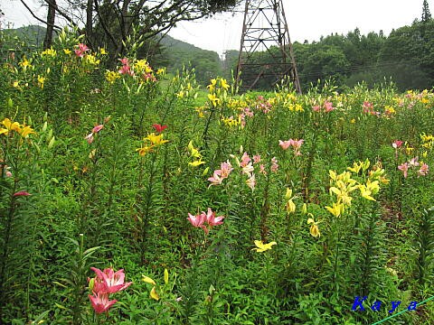 白馬岩岳ゆり園 11 散策道のユリ ４ ７月の長野県白馬村 やねのうえ 日本の屋根 北陸 甲信越の旅