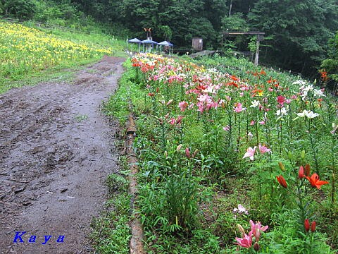 白馬岩岳ゆり園 ９ 散策道のユリ その２ ７月の長野県白馬村 やねのうえ 日本の屋根 北陸 甲信越の旅