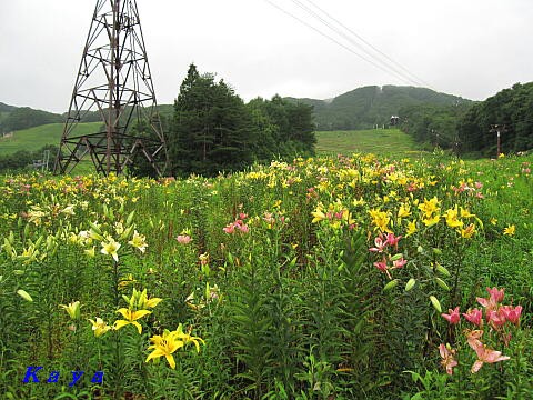 白馬岩岳ゆり園 11 散策道のユリ ４ ７月の長野県白馬村 やねのうえ 日本の屋根 北陸 甲信越の旅