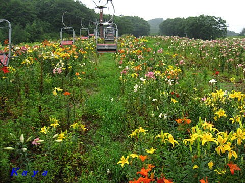 白馬岩岳ゆり園 ７ リフトから散策道へ ７月の長野県白馬村 やねのうえ 日本の屋根 北陸 甲信越の旅