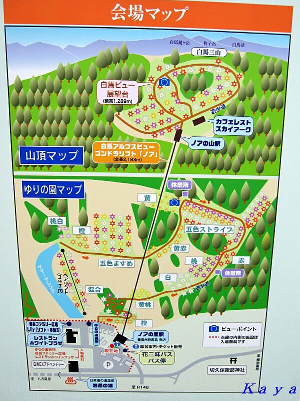 白馬岩岳ゆり園 １ ゆりの園へ 長野県白馬村 １ 09年7月 やねのうえ 日本の屋根 北陸 甲信越の旅