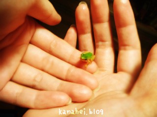 小さいカエル カナヘイのブログ