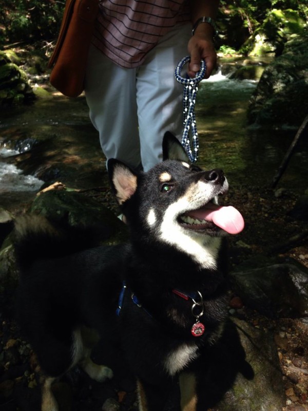 興奮とストレス 柴犬男子とマンチカン娘の成長記録