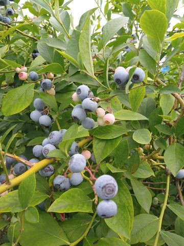 ブルーベリー狩り 蒼色の森