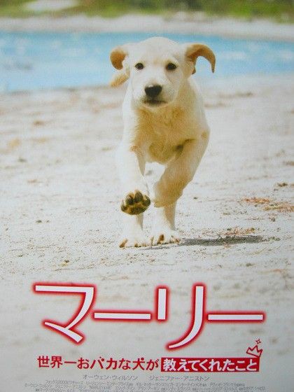 おバカな犬ほど可愛い かなぺけ日記 おバカな犬ほど可愛い かなぺけ日記