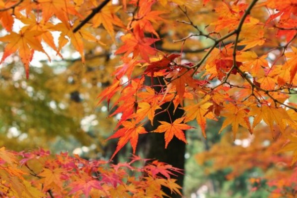 いよいよ紅葉シーズン到来 見頃前に盛岡市内の紅葉スポットおさらい 紅葉スポット21 まとめ もりおか通信 岩手県盛岡市の地域情報サイト